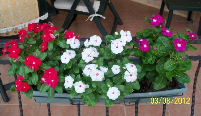 Name:  100_9958.jpg
Views: 743
Size:  42.7 KB