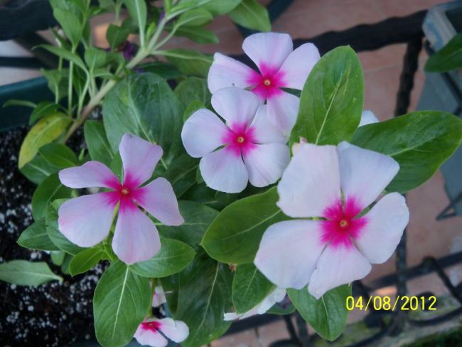 Name:  101_0171.jpg
Views: 711
Size:  43.5 KB