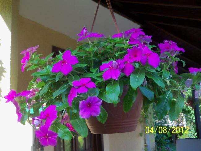Name:  101_0165.jpg
Views: 714
Size:  46.1 KB