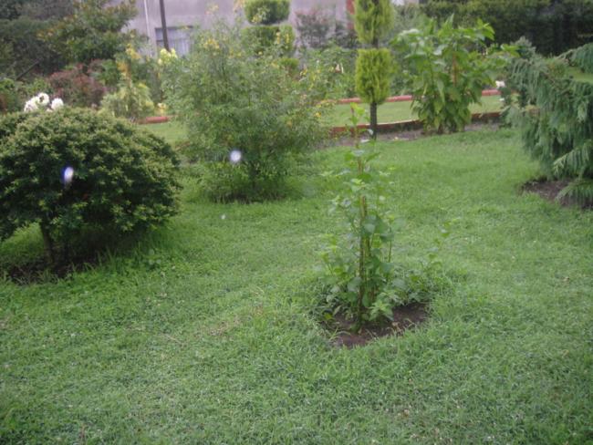 Name:  003.jpg
Views: 738
Size:  62.3 KB