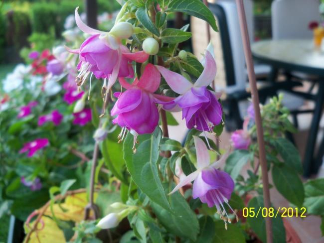 Name:  101_0241.jpg
Views: 696
Size:  47.3 KB