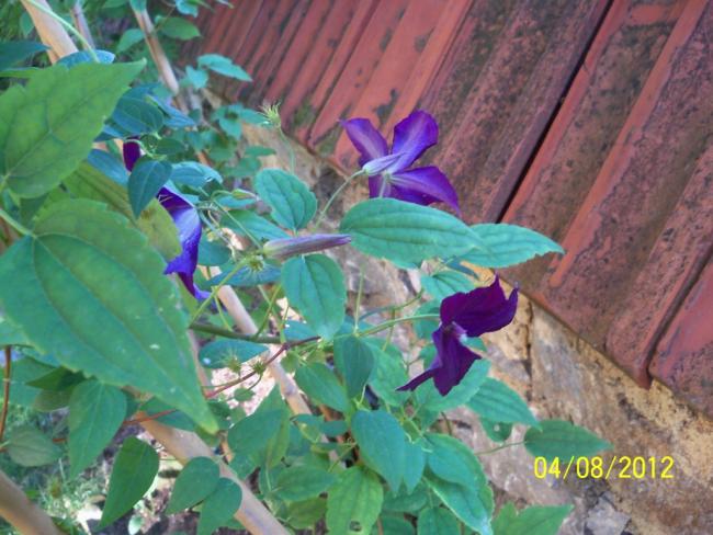 Name:  101_0145.jpg
Views: 684
Size:  53.9 KB