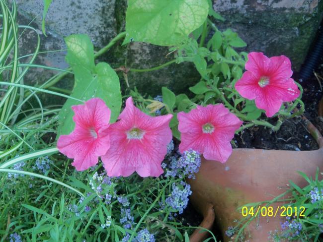 Name:  101_0182.jpg
Views: 734
Size:  63.6 KB