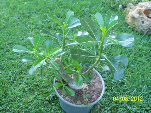 Name:  101_0186.jpg
Views: 741
Size:  70.0 KB