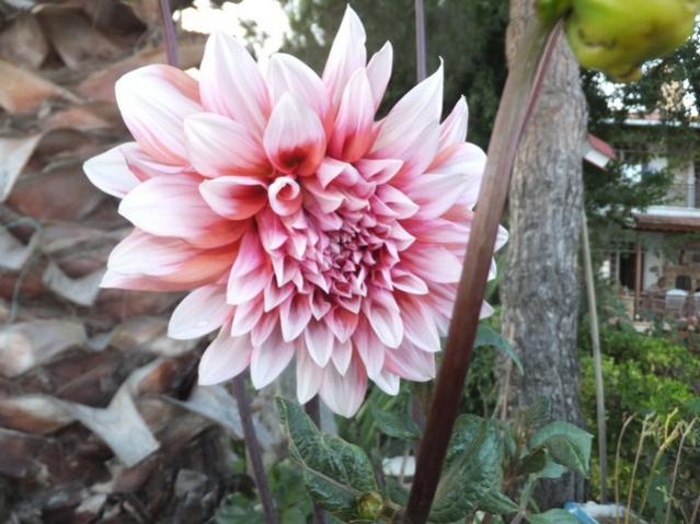 Name:  DSCF4412.jpg
Views: 381
Size:  50.3 KB