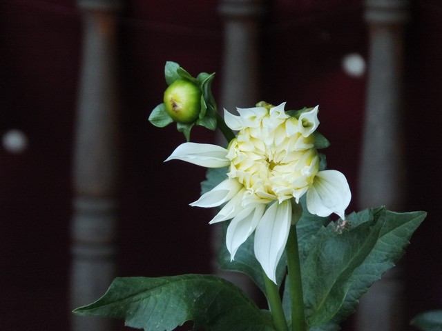 Name:  DSCF4419.jpg
Views: 496
Size:  58.1 KB
