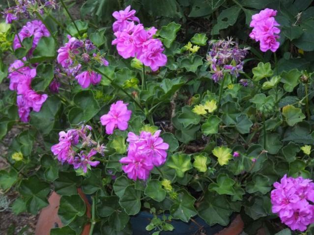 Name:  DSCF4420.jpg
Views: 512
Size:  59.9 KB