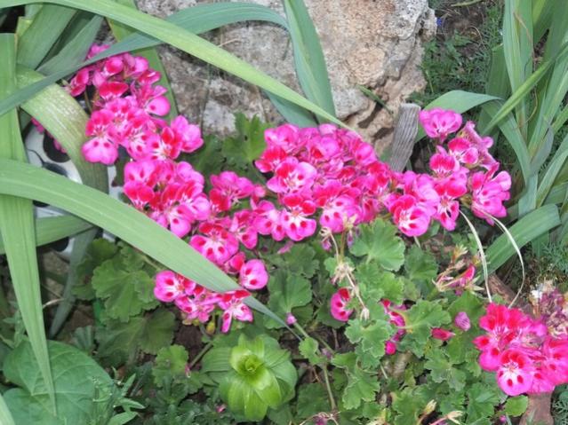 Name:  DSCF4421.jpg
Views: 479
Size:  65.9 KB