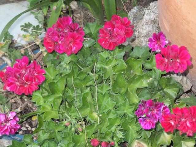 Name:  DSCF4423.jpg
Views: 501
Size:  61.8 KB