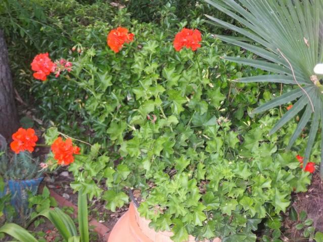 Name:  DSCF4424.jpg
Views: 485
Size:  67.5 KB