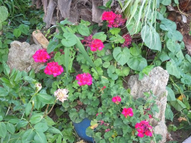 Name:  DSCF4426.jpg
Views: 497
Size:  68.7 KB