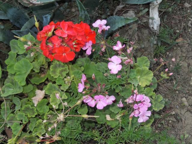 Name:  DSCF4427.jpg
Views: 515
Size:  66.6 KB