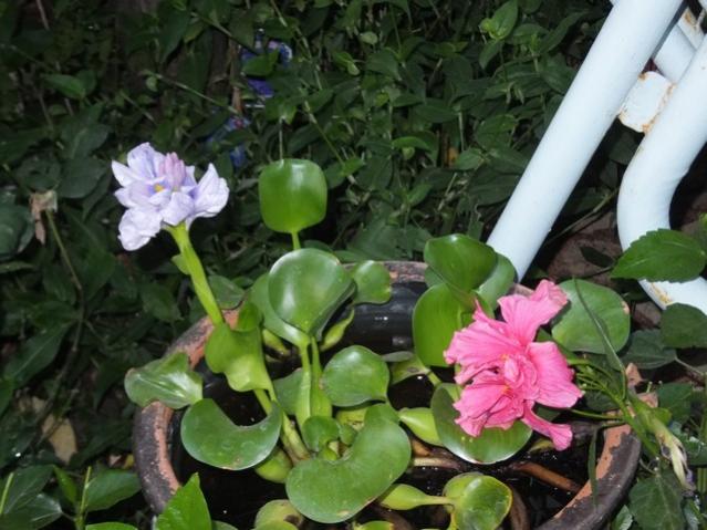 Name:  DSCF4438.jpg
Views: 494
Size:  51.0 KB