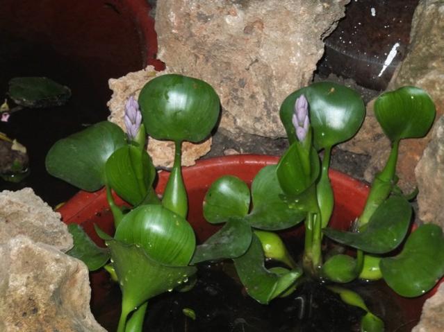 Name:  DSCF4441.jpg
Views: 542
Size:  44.8 KB