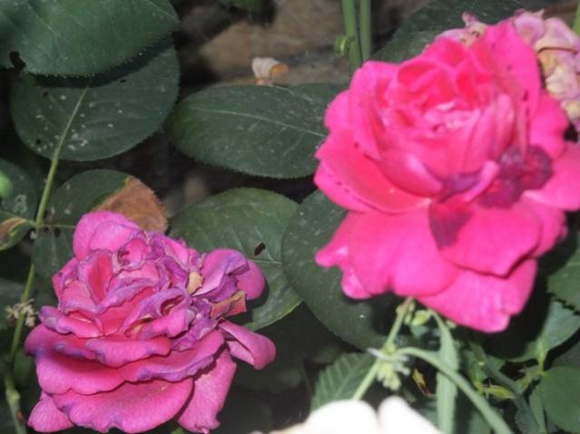 Name:  DSCF4444.jpg
Views: 462
Size:  38.8 KB