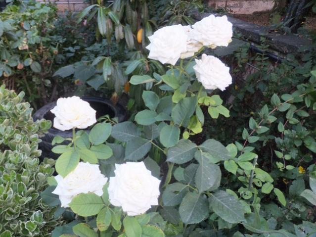 Name:  DSCF4446.jpg
Views: 470
Size:  57.6 KB