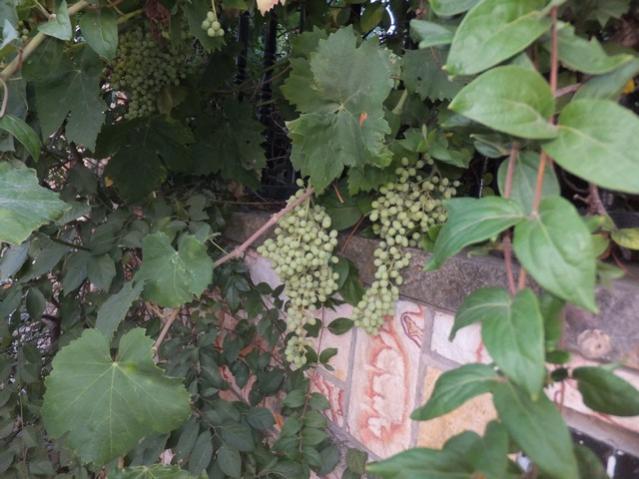 Name:  DSCF4455.jpg
Views: 458
Size:  49.9 KB