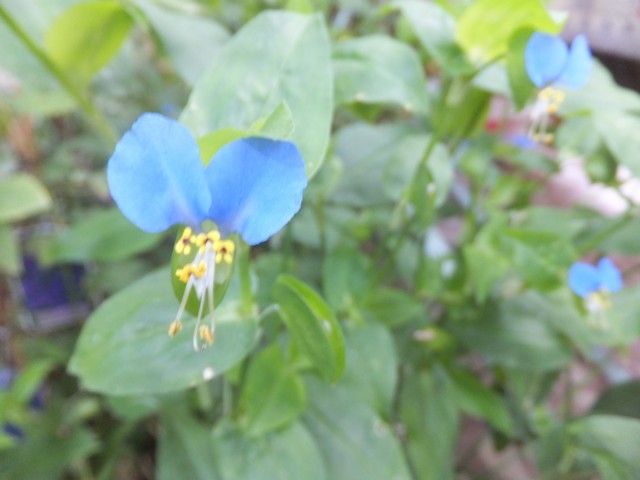 Name:  DSCF4464.jpg
Views: 468
Size:  57.5 KB