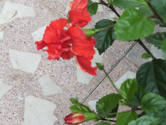 Name:  DSCF4466.jpg
Views: 451
Size:  45.1 KB