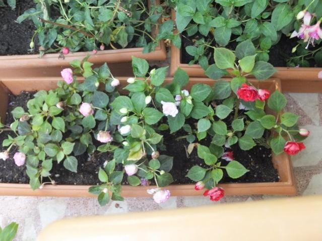 Name:  DSCF4469.jpg
Views: 484
Size:  55.4 KB