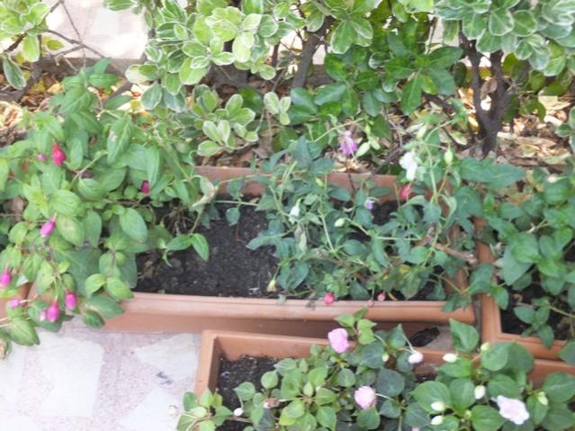 Name:  DSCF4471.jpg
Views: 481
Size:  63.1 KB