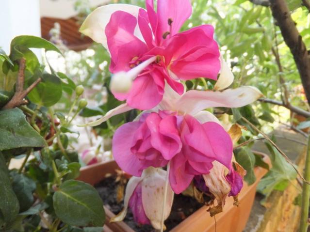 Name:  DSCF4480.jpg
Views: 485
Size:  47.1 KB