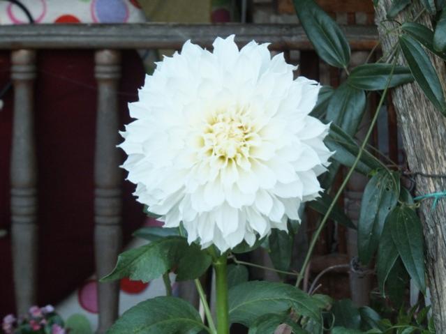 Name:  DSCF4518.jpg
Views: 484
Size:  37.0 KB