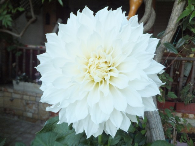 Name:  DSCF4522.jpg
Views: 437
Size:  67.6 KB