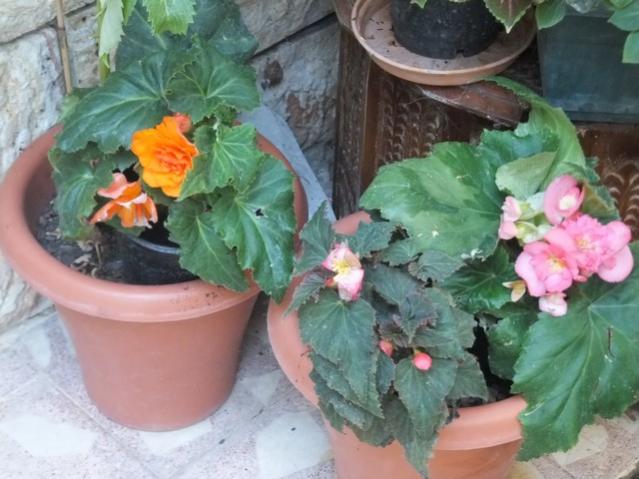 Name:  DSCF4627.jpg
Views: 449
Size:  47.3 KB