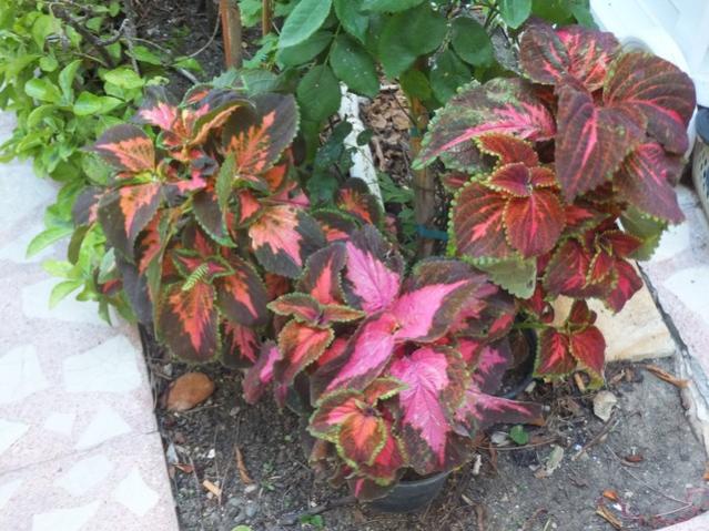 Name:  DSCF4628.jpg
Views: 473
Size:  63.4 KB