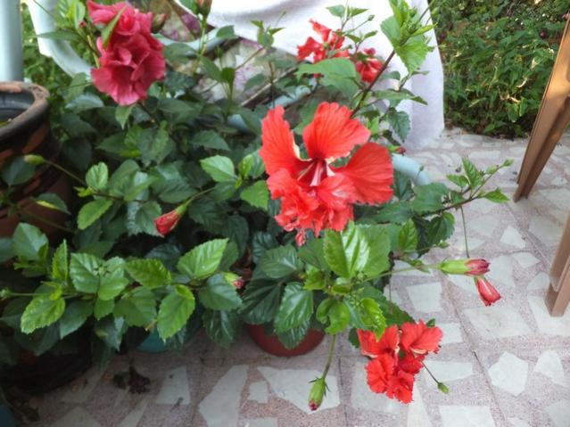 Name:  DSCF4641.jpg
Views: 446
Size:  54.9 KB
