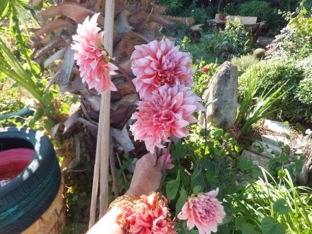 Name:  DSCF4642.jpg
Views: 473
Size:  70.8 KB