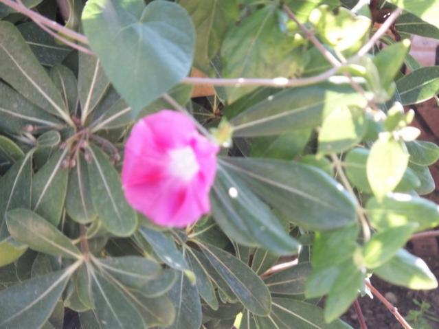 Name:  DSCF4647.jpg
Views: 508
Size:  40.9 KB
