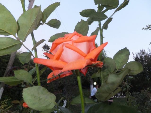 Name:  DSCF4659.jpg
Views: 447
Size:  39.4 KB