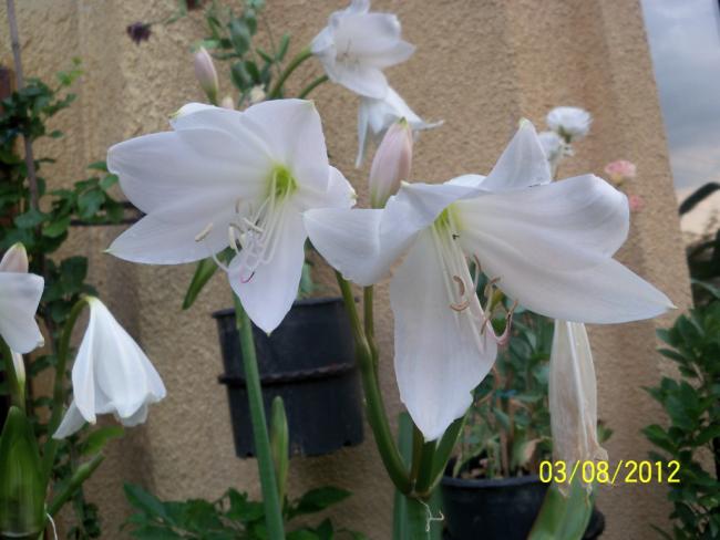 Name:  100_9969.jpg
Views: 651
Size:  40.6 KB