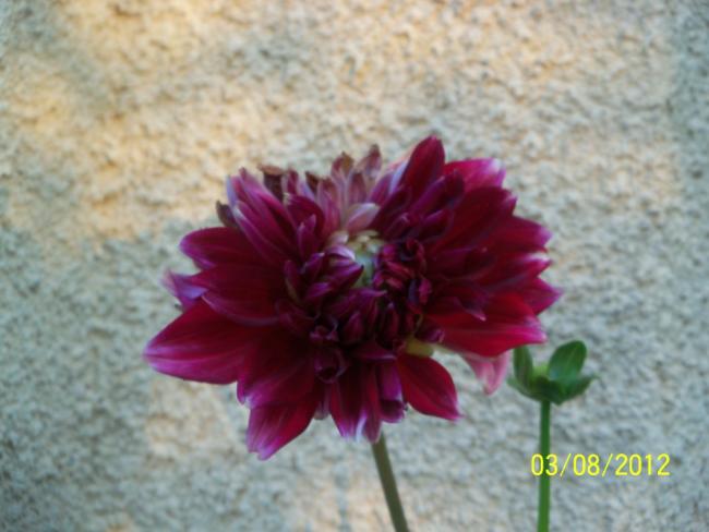 Name:  101_0039.jpg
Views: 654
Size:  37.6 KB