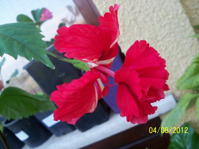 Name:  101_0179.jpg
Views: 616
Size:  35.6 KB