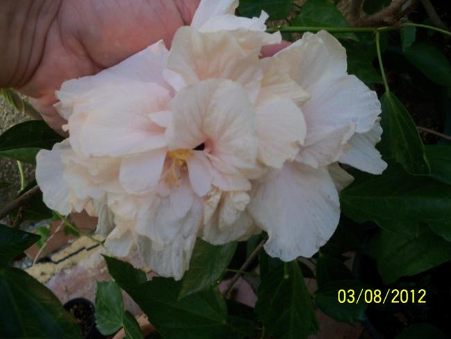 Name:  101_0076.jpg
Views: 642
Size:  31.7 KB