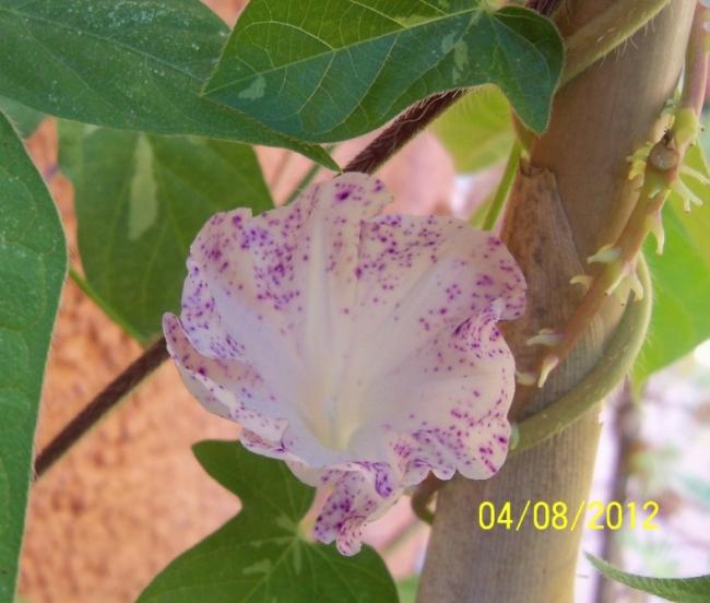 Name:  101_0135.jpg
Views: 647
Size:  43.6 KB