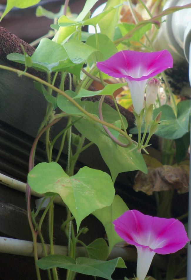 Name:  101_0213.jpg
Views: 609
Size:  66.8 KB