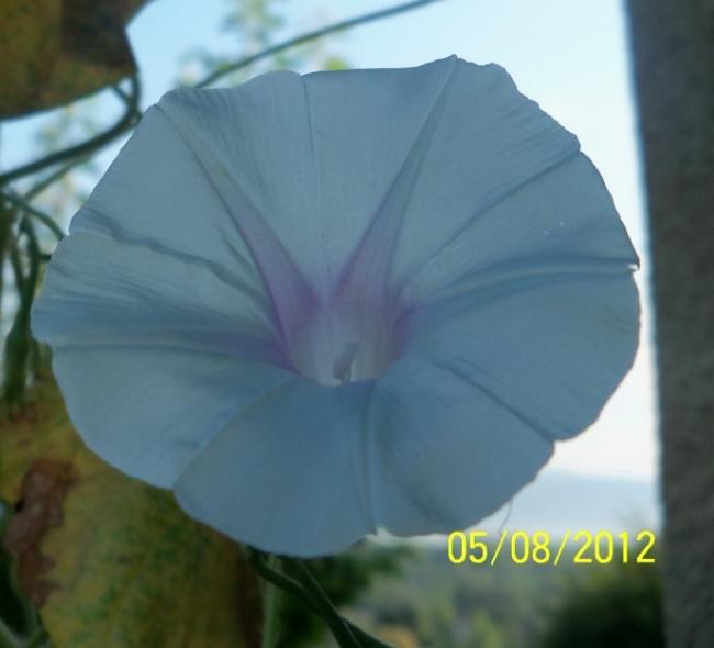 Name:  101_0219.jpg
Views: 590
Size:  27.2 KB