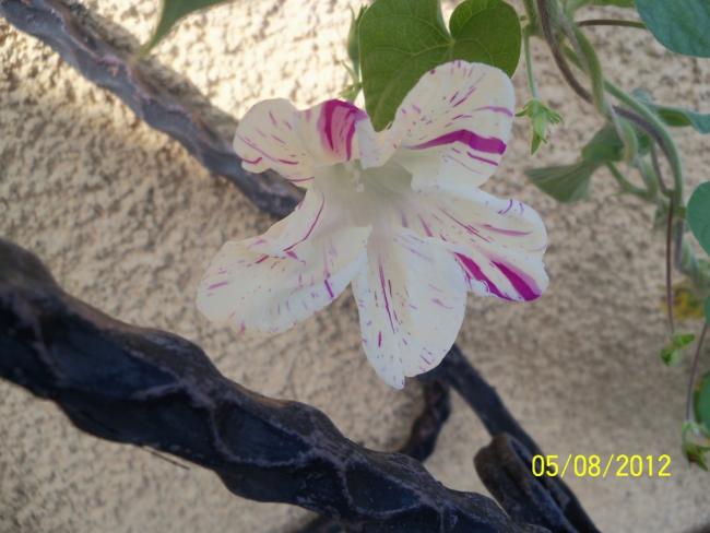 Name:  101_0296.jpg
Views: 647
Size:  42.1 KB