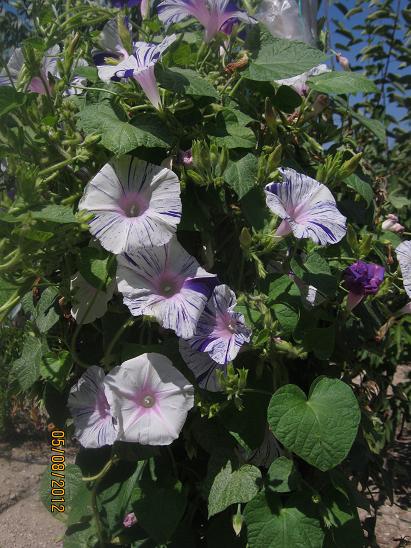 Name:  baheden s.sefas.JPG
Views: 1676
Size:  64.7 KB