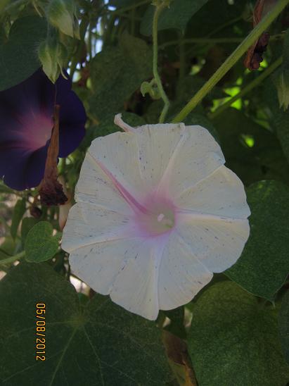 Name:  baheden sabah  s..JPG
Views: 1624
Size:  33.9 KB