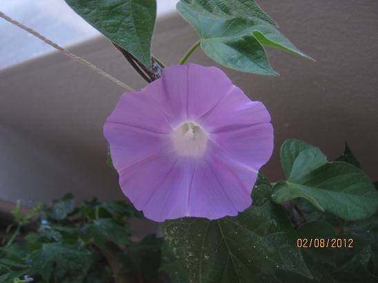 Name:  s sefas.JPG
Views: 1541
Size:  28.4 KB