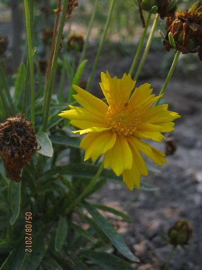 Name:  coreopsis g..JPG
Views: 1608
Size:  38.3 KB