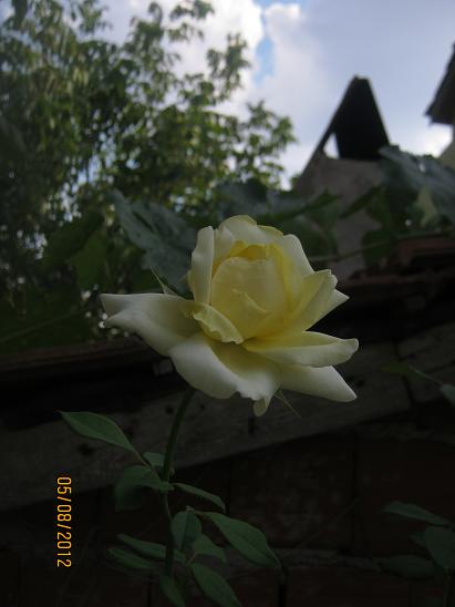 Name: gül.JPG
Views: 2526
Size: 30.6 KB