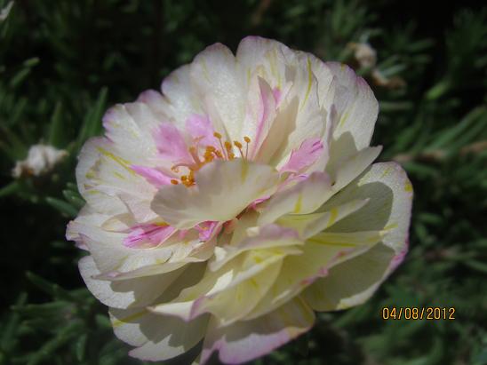 Name:  ipek.JPG
Views: 1458
Size:  40.1 KB