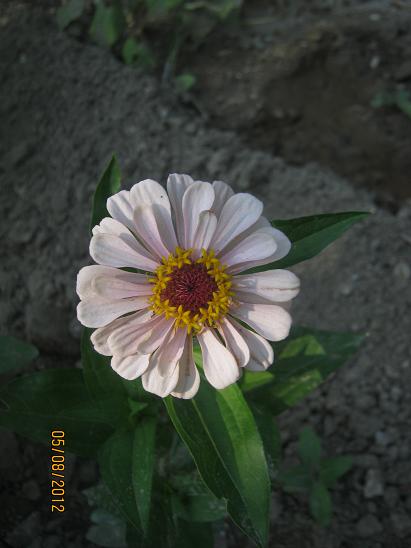 Name:  zinnia.JPG
Views: 1654
Size:  34.1 KB