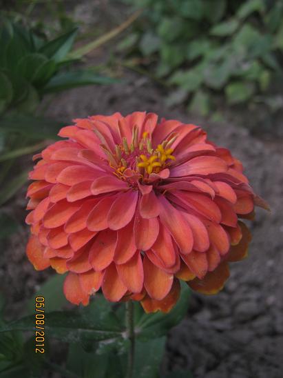 Name:  zinnia1.JPG
Views: 1616
Size:  35.3 KB